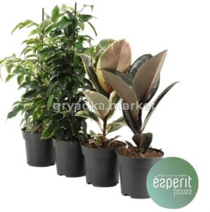 Фикус Микс 3-4ств 14см