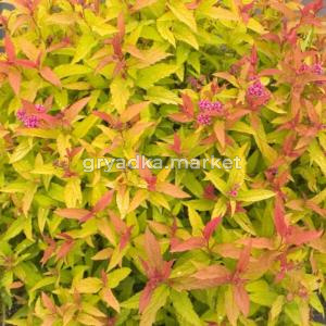 Спирея японская (Spiraea japonica DOUBLE PLAY GOLD Yan) C2 Н20 - 30
