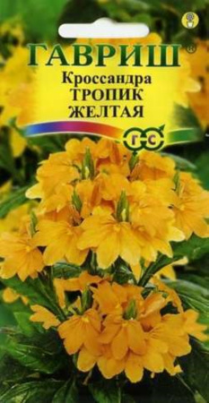 Кроссандра Тропик желтая 3шт Гав
