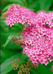 Спирея японская Макрофилла с3 (Никитенко)