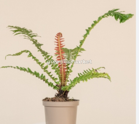 Блехнум Вулкан Бразилии С12 Н30