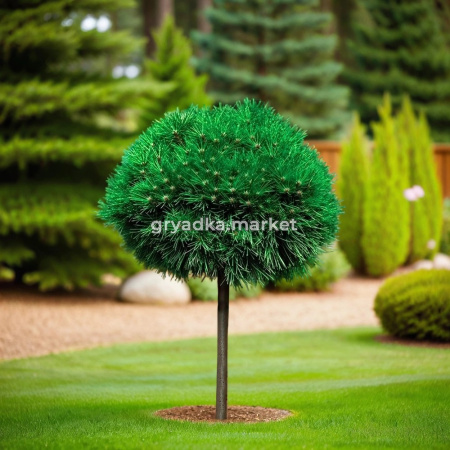 мопс на штамбе 1