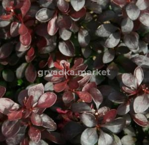 Барбарис тунберга Чоколат Саммер v2 Lav