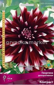 Георгина декоративная Контраст