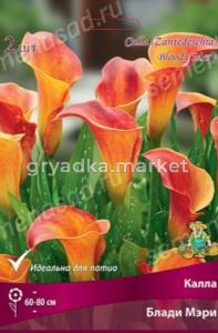 Калла Блади Мэри 2шт (красный с желтой сердцевиной) 