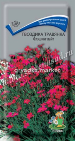 Гвоздика травянка Флэшинг Лайт (ЦВ) (