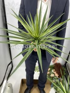 Искусственные цветы Юкка садовая Н44см  