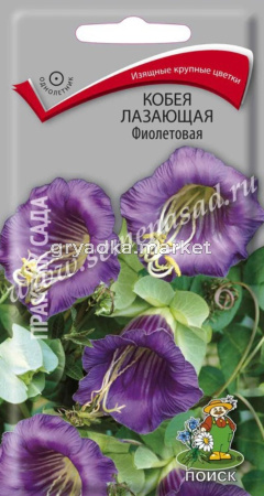 Кобея Фиолетовая, лазающая 5шт. Поиск