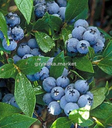 Голубика Норткантри С3 (Питомник Чернова)