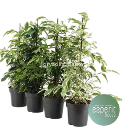 Фикус Бе Роял Микс 3-4ств 12см