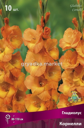 Гладиолус крупноцветковый Корнелли (медно-оранжевый, 10шт, 10-12)