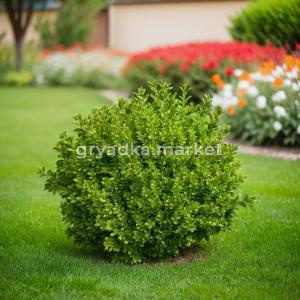 Самшит вечнозеленый C 3 30-40 1