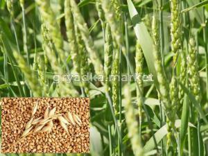 Пшеница 40кг