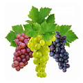 виноград