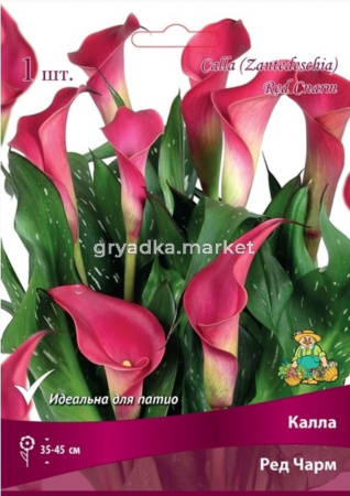 Калла Ред Чарм (красный, 1шт, 14-16)