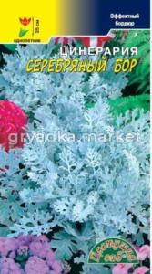 Цинерария Серебряный бор .Цвет.сад.