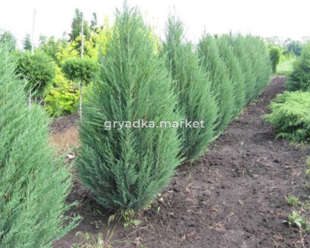 Можжевельник китайский 