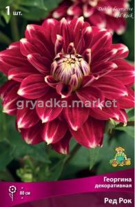 Георгина декоративная Ред Рок (насыщенно-рубиновый, с белыми заостренными кончиками, 1шт, I)