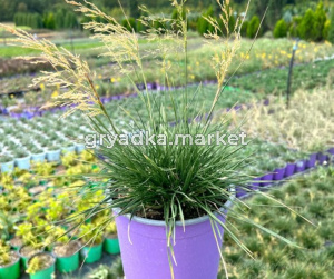 Щучка дернистая (луговик) Palava (Лавандовая Ферма)