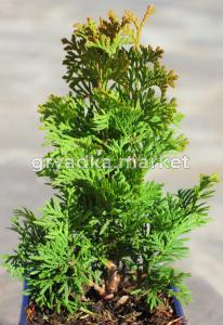 Туя западная Дергут Спайр (Thuja occ. Dergoot's Spire С3)