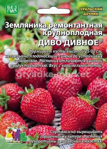 Земляника Диво дивное ремонтантная (УД)