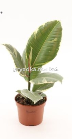 Фикус Эластика Тинеке С12 Н35