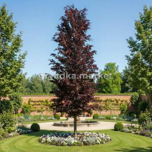 Бук европейский Дэвик Пурпл С5 Н80-110 (Homa-Kosakowska)3