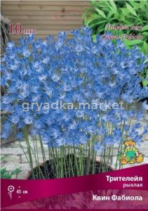 Трителейя рыхлая Квин Фабиола 10шт 5+