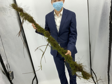 Искусственные цветы Ветка со мхом  