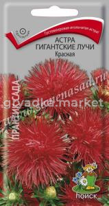 Астра Гигантские лучи Красная (ЦВ) (