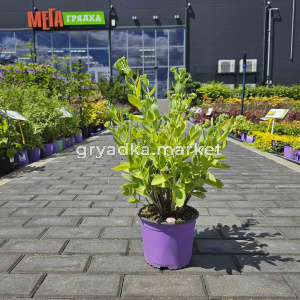 Седум (очиток) гибридный Хербстфройде (ЛФ)