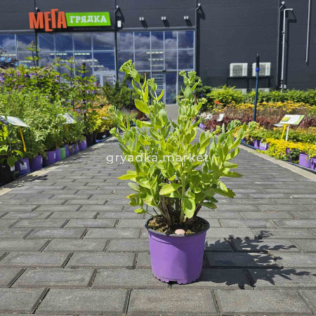 Седум (очиток) гибридный Хербстфройде (ЛФ)