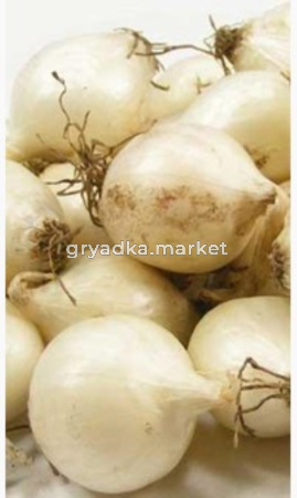 Лук-севок (белый) 20кг Чувашия