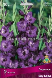 Гладиолус Блу Берд 10-12 крупн. 10шт