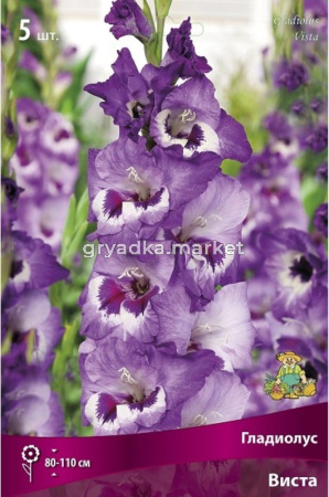 Гладиолус крупноцветковый Виста 5шт (сиреневый с пурпурными и белыми пятнами, 12-14)