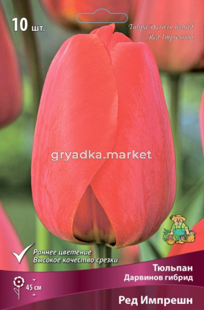 Тюльпан Дарвинов гибрид Ред Импрешн (светло-красный с ярко-красной каймой по краю лепе, 10шт, 11-12)