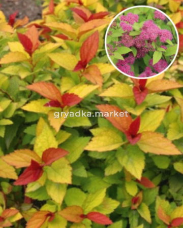 Спирея японская Голдфлейм С3