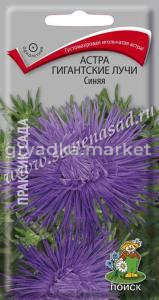 Астра Гигантские лучи Синяя (ЦВ) (