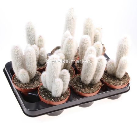 Аустроцефалоцерей Дыбовский С10,5 Н15