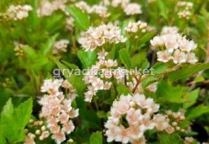 Пузыреплодник калинолистный Литлл Грини С3