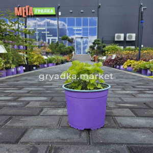 Фиалка мотыльковая Альбифлора, С3 (ПМ)