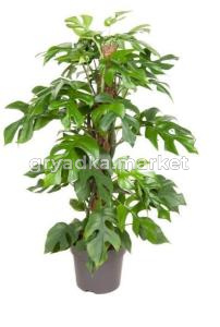 Monstera Minima Mosspole