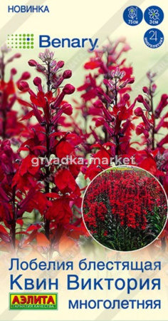 Лобелия Квин Виктория 7шт Мн 75см (Аэлита)