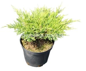 Можжевельник горизонтальный Андора Компакт (juniperus horizontalis Andorra Compact C3)
