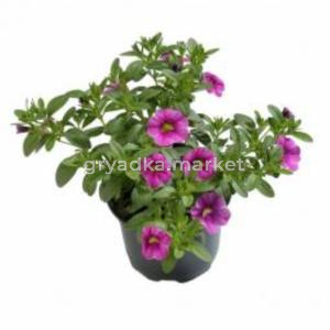 Рассада калибрахоа С0,5