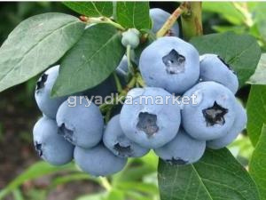 Голубика Денис блю (С3)