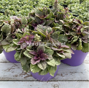 Живучка ползучая 