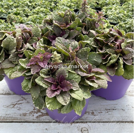 Живучка ползучая 