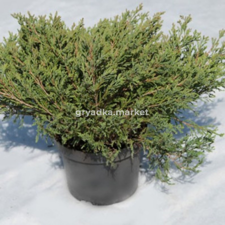 Можжевельник горизонтальный Андорра Компакт, (H-30-50; V-3 ltr)