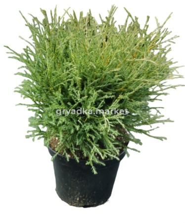 Туя западная Мистер Боулинг Болл  (Thuja occ. Mr Bowling Ball С3)